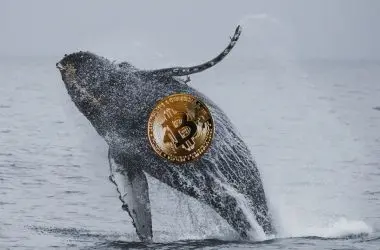 crypto whale bitcoin
