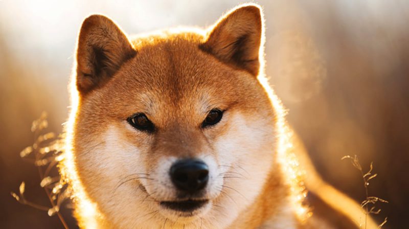 shiba inu