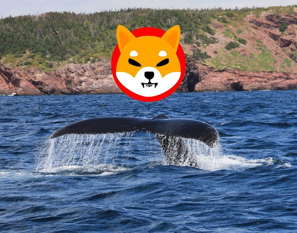 Shiba Inu whale watch
