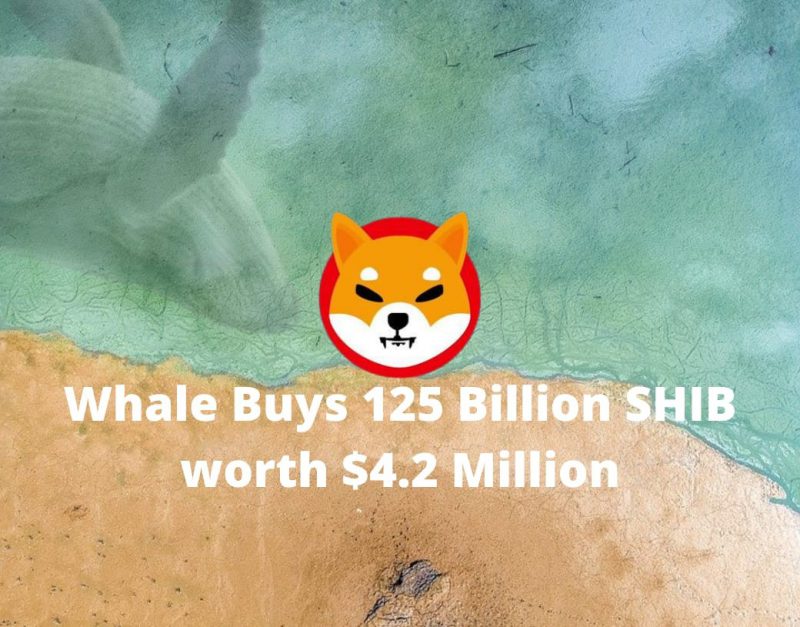 Shiba Inu whale buys 125 billion coins worth $4.2 million