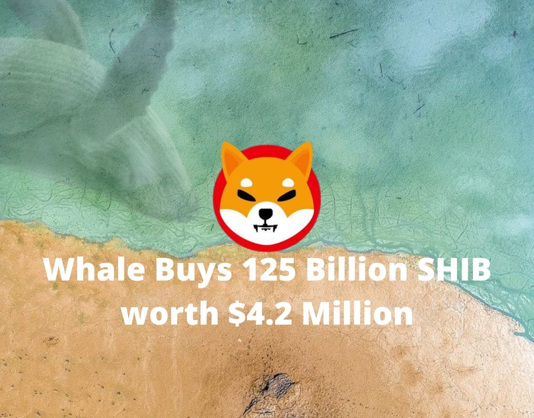 Mysterious Shiba Inu Whale Buys 125 Billion SHIB Coins Worth $4.2 ...