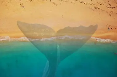 Whale Crypto