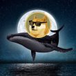 Dogecoin whale to the moon