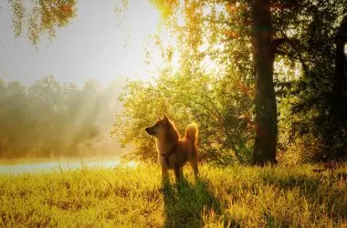 Shiba Inu Dog