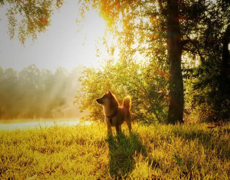 Shiba Inu Dog