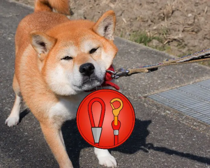 Shiba leash 2025