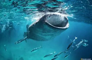 Whales