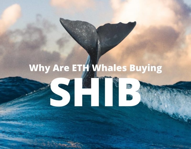 why ethereum eth whales are buying shib shiba inu