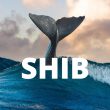 shiba inu whale