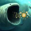 Bitcoin whale BTC