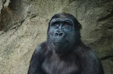 NFTs Lost: Bored Ape Discord Hacked in a Coordinated Attack