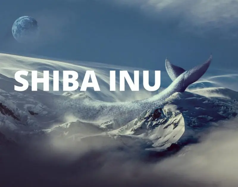 shib whales