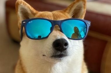 shiba inu sunglesses goggles