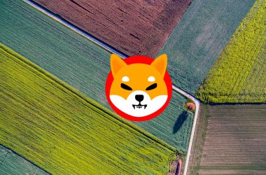 Shiba Inu