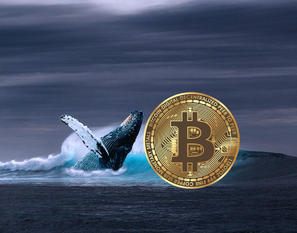 bitcoin whales buying dip