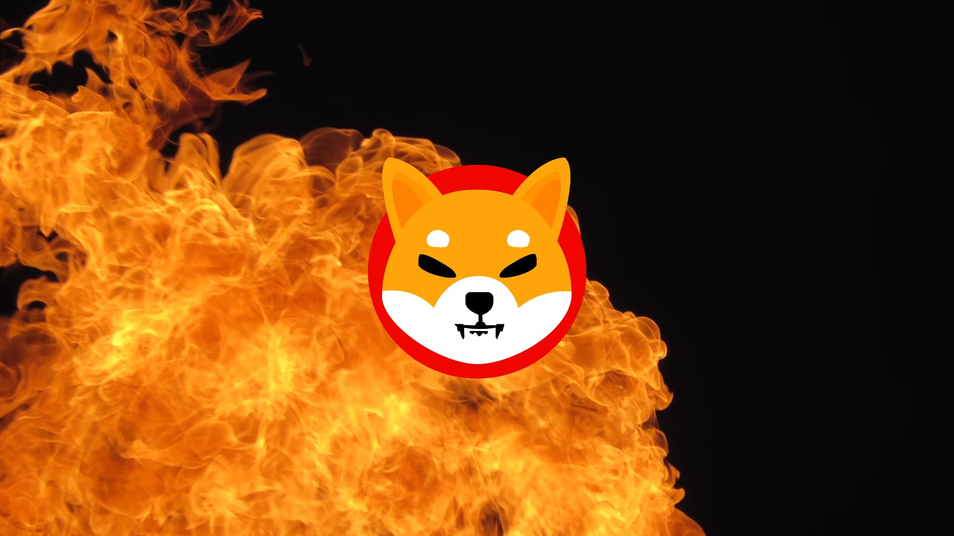 Here's how much Shiba Inu was burned since its November high