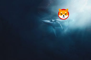 Shiba Inu