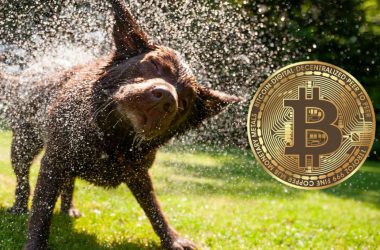 bitcoin btc crypto market shed gains