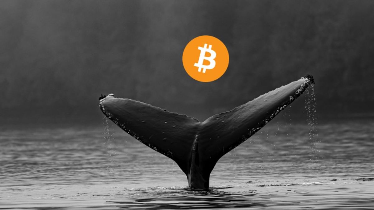 3rd largest bitcoin whale