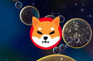 shiba inu