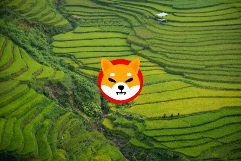 Shiba Inu