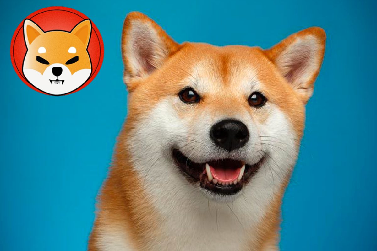 Shiba Inu لیست جدیدی دریافت می کند، نرخ رایت بیش از 400٪ افزایش می یابد