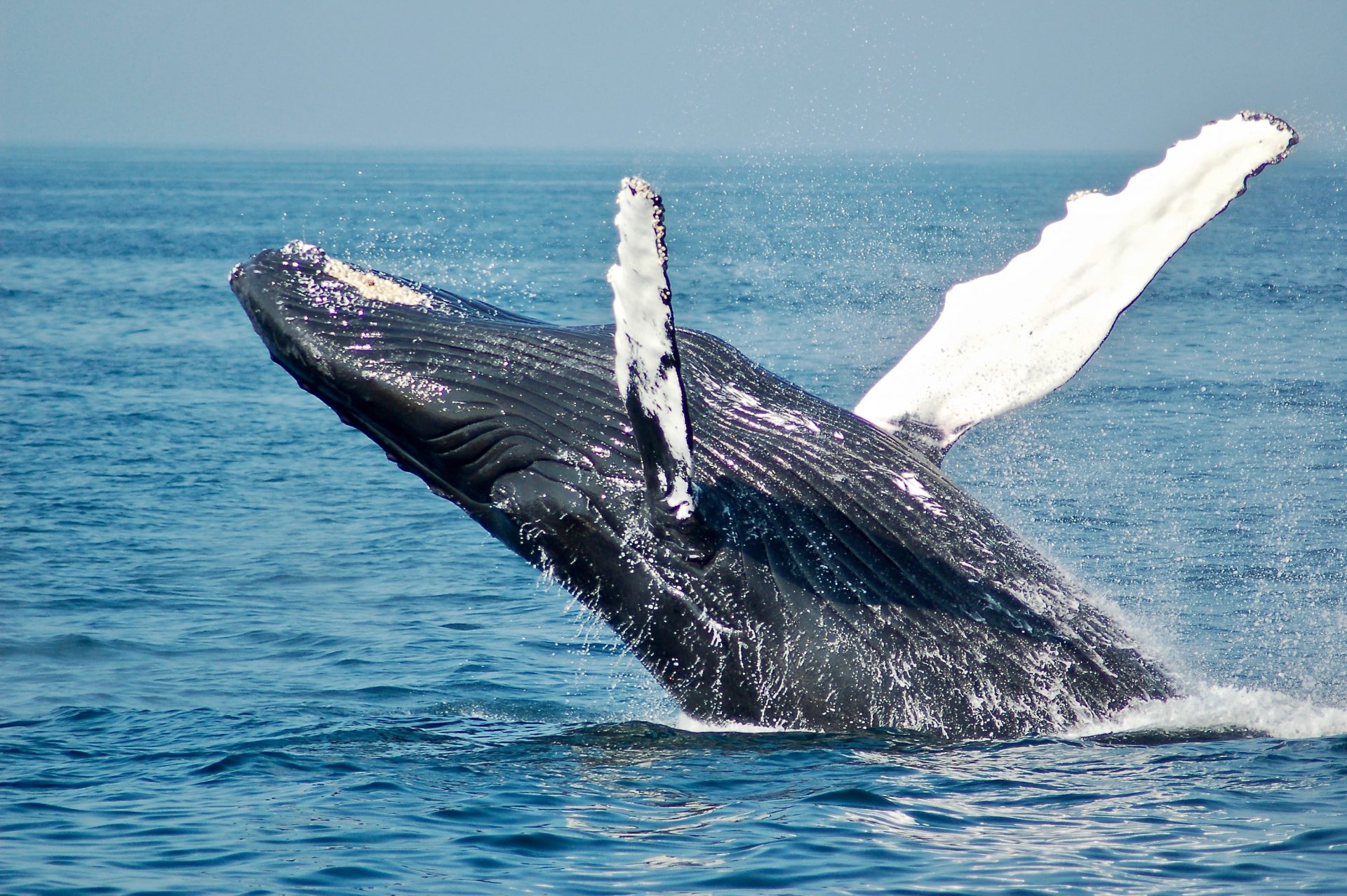 با جمع‌آوری پول توسط نهنگ‌ها در آخر هفته، Chainlink به 8 دلار نزدیک‌تر می‌شود