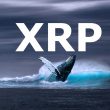ripple xrp whale