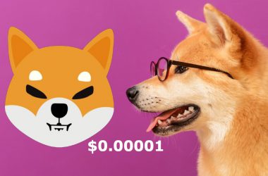 Shiba Inu Dog