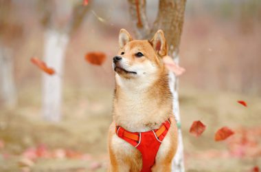 Shiba inu