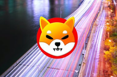 shiba inu