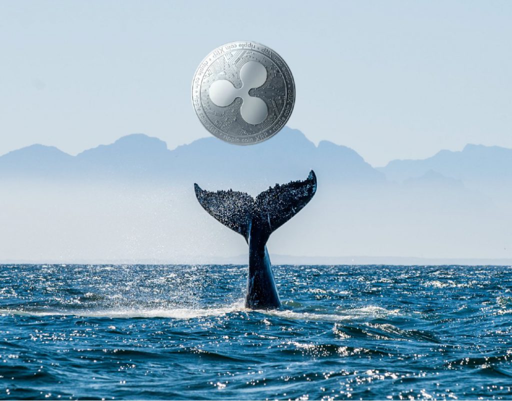 نهنگ ریپل XRP