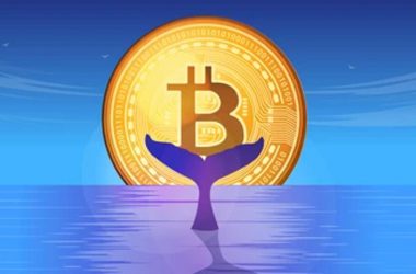 btc bitcoin whale