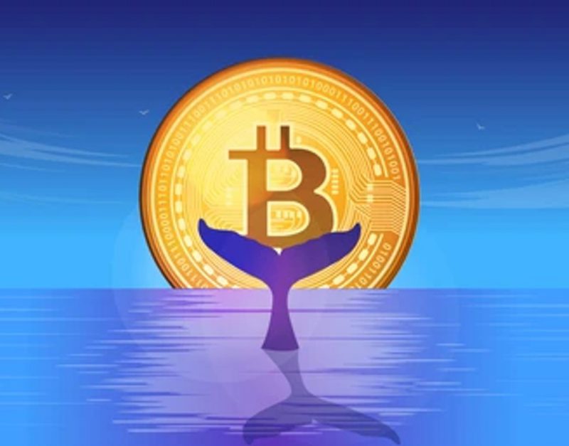 btc bitcoin whale