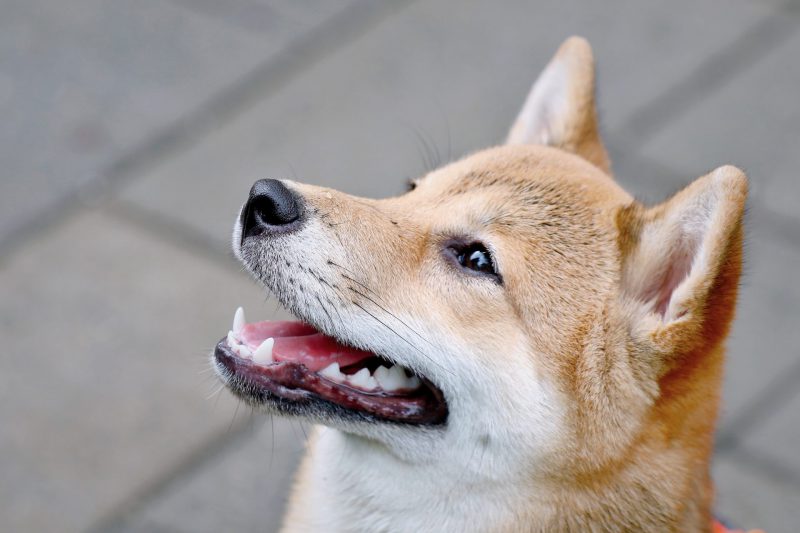 Shiba Inu