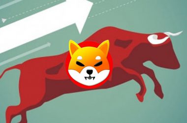 shiba inu bull run