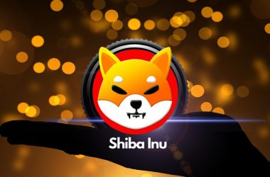 shiba inu