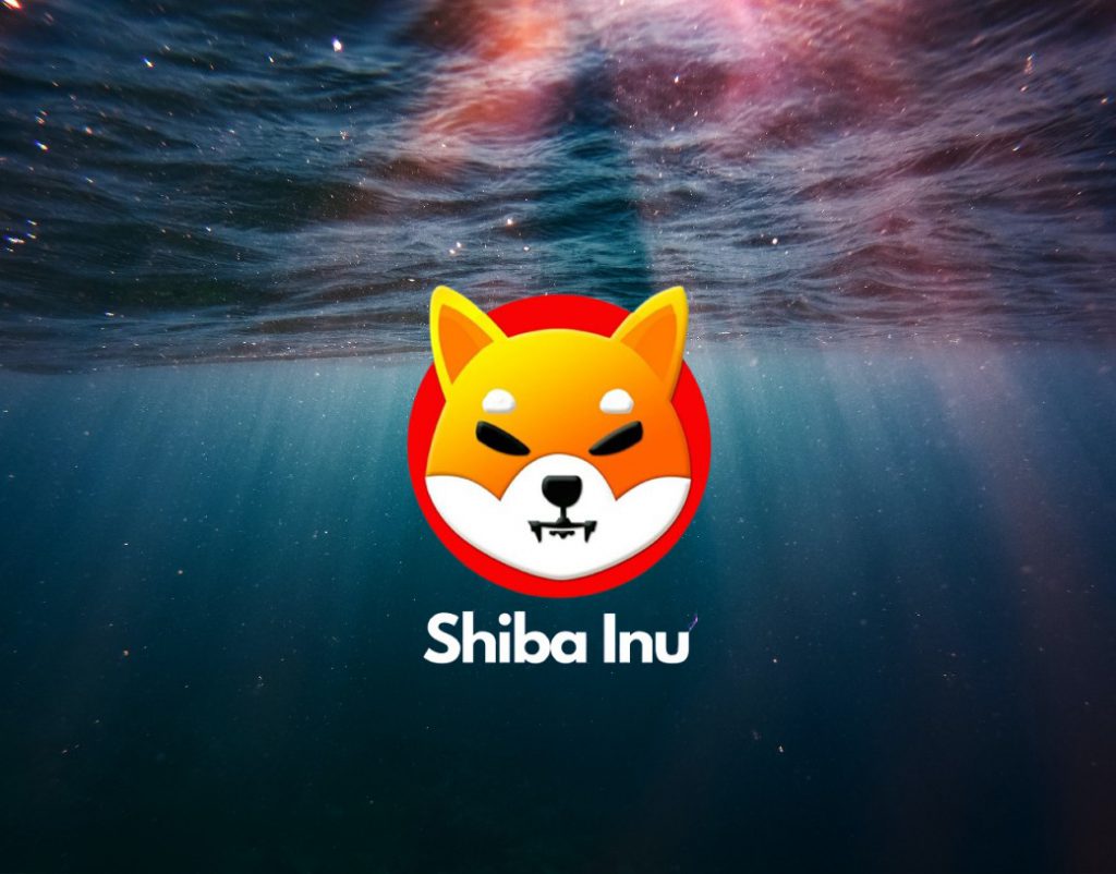 shiba inu under water