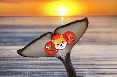 Shiba Inu Whale clicked by photographer Mary Parkhill