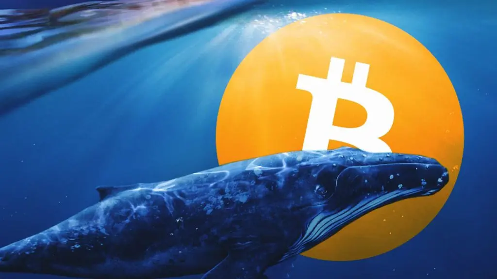 What are Crypto Whales?