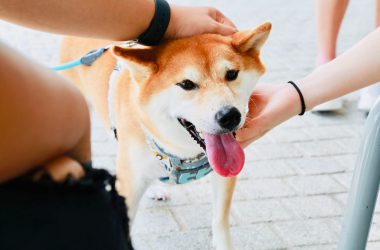 Shiba Inu