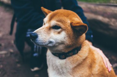 Shiba Inu