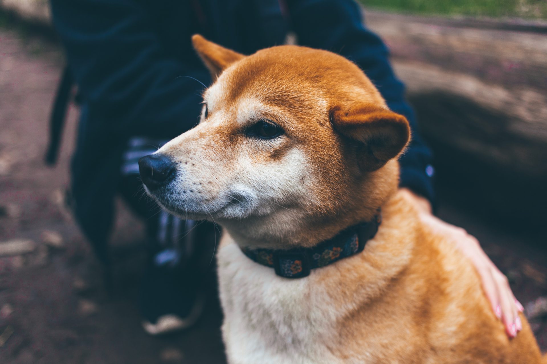 Shiba Inu با وجود افزایش نرخ سوختگی تثبیت می شود