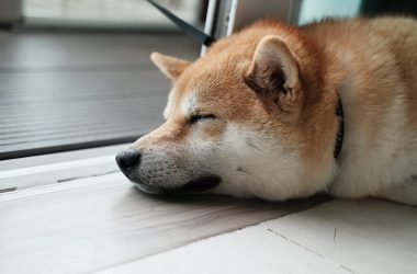 Shiba Inu