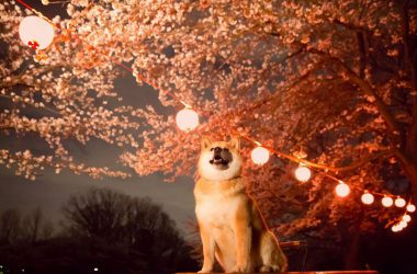 shiba inu dog