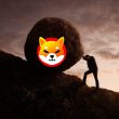 shiba inu rock bottom tired
