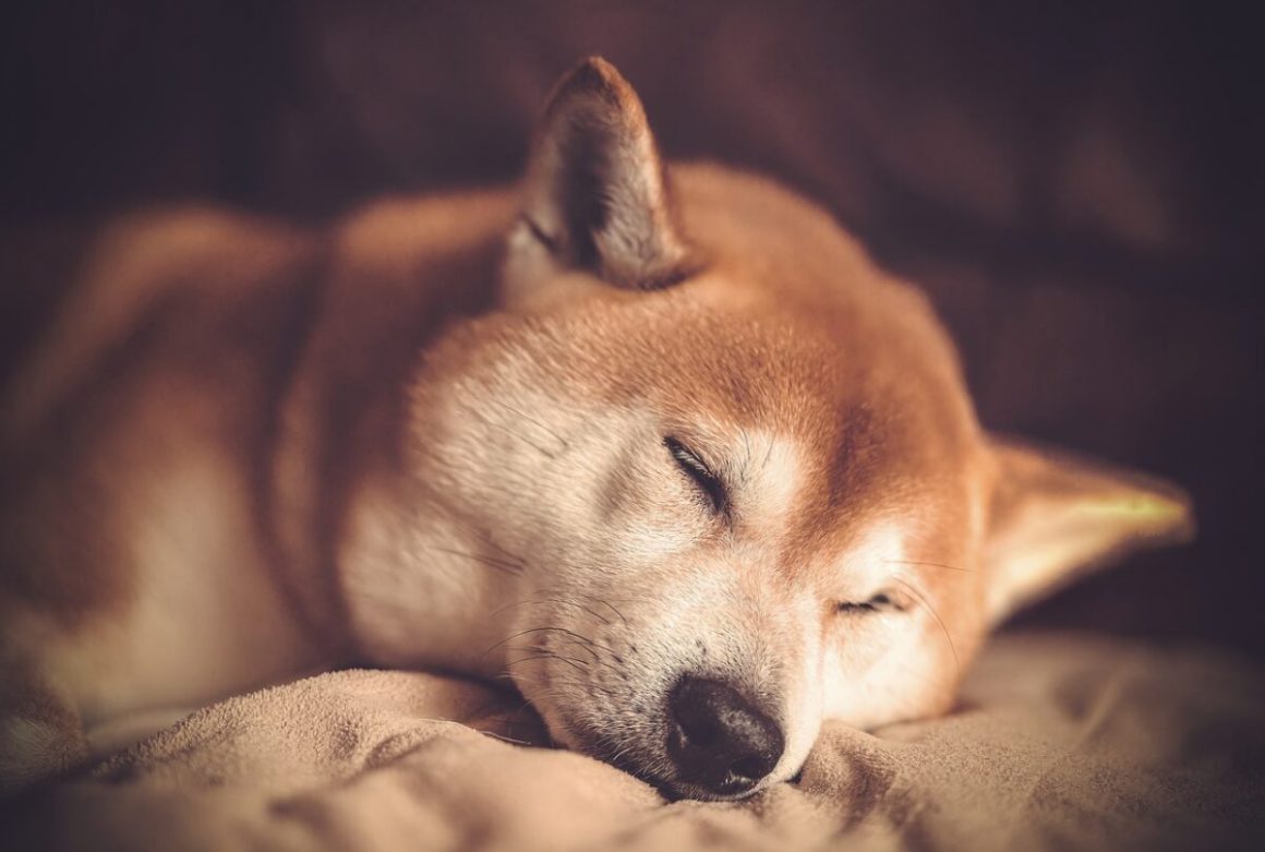 Is Shiba Inu Incapable of Reaching $0.01? Should You Sell SHIB Now?