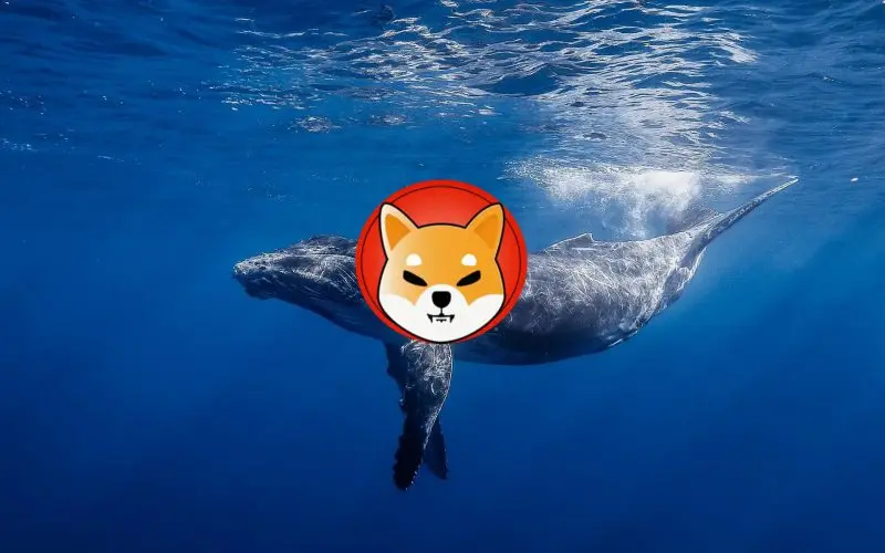 Shiba Inu