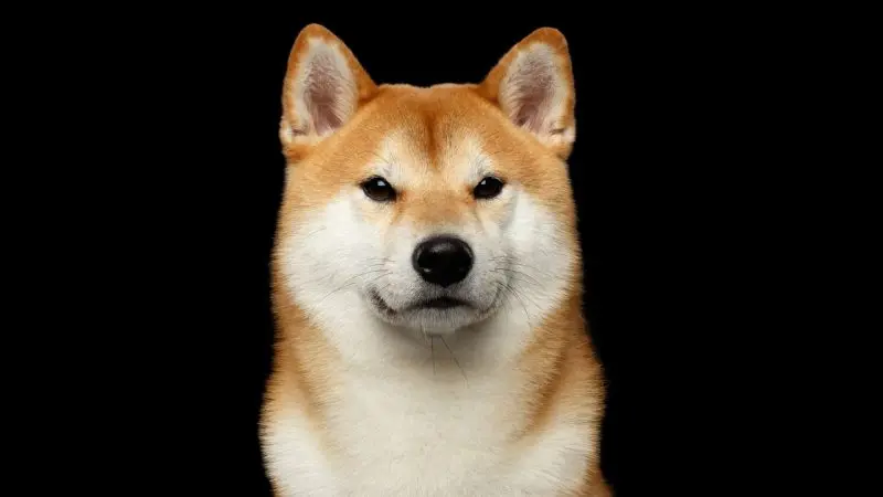 Shiba inu