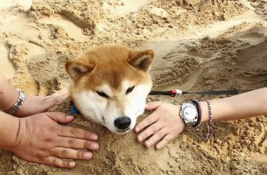 Shiba Inu sad dog buried